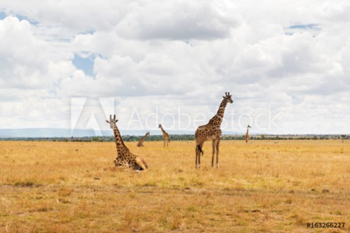 Picture of Group of giraffes in savannah at africa